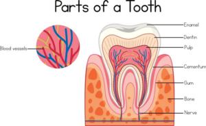 Painless Root Canals: Explore Comfortable Treatment Options